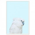 Parrot On Blue Art Print