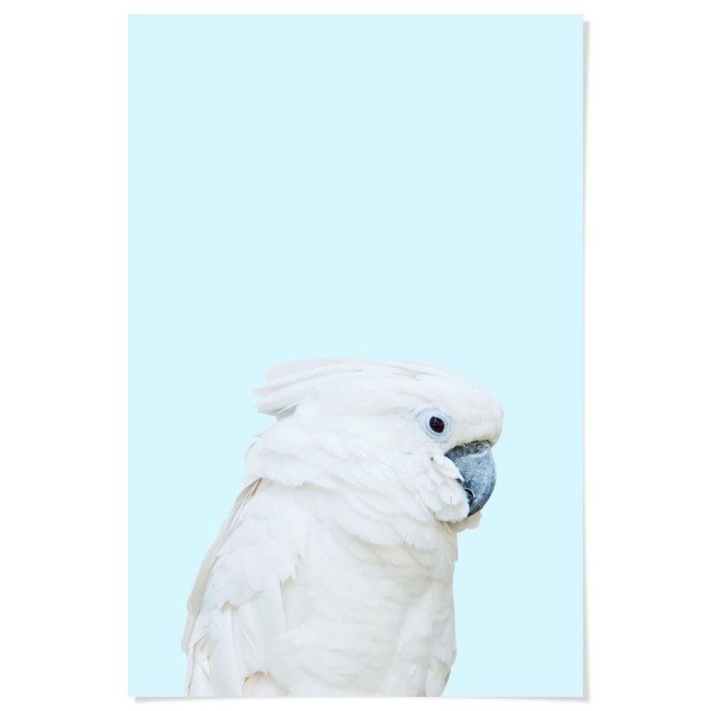 Parrot On Blue Art Print