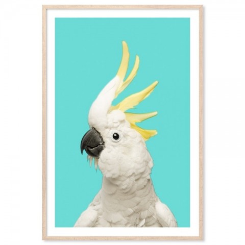 White Cockatoo Aqua Art Print
