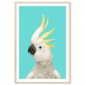 White Cockatoo Aqua Art Print