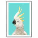 White Cockatoo Aqua Art Print