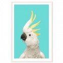 White Cockatoo Aqua Art Print