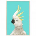 White Cockatoo Aqua Art Print