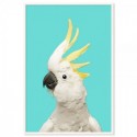 White Cockatoo Aqua Art Print