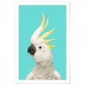 White Cockatoo Aqua Art Print