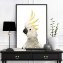 White Cockatoo Art Print