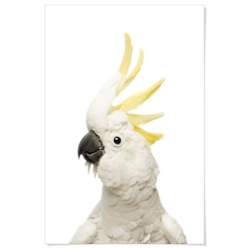 White Cockatoo Art Print