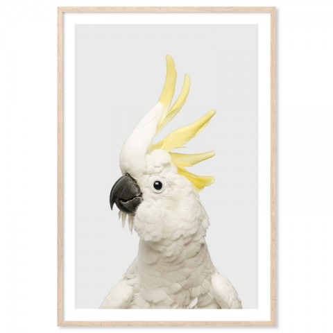 White Cockatoo Grey Art Print