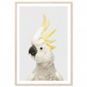 White Cockatoo Grey Art Print