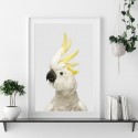 White Cockatoo Grey Art Print