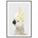 White Cockatoo Grey Art Print