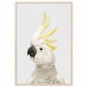 White Cockatoo Grey Art Print