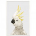 White Cockatoo Grey Art Print