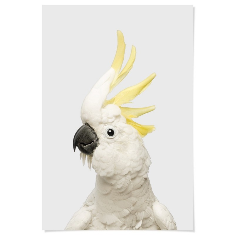 White Cockatoo Grey Art Print