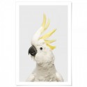 White Cockatoo Grey Art Print