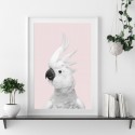 White Cockatoo Monochrome Pink Art Print