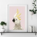 White Cockatoo Pink Art Print