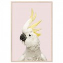 White Cockatoo Pink Art Print