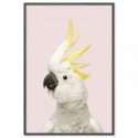 White Cockatoo Pink Art Print