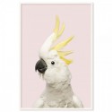 White Cockatoo Pink Art Print