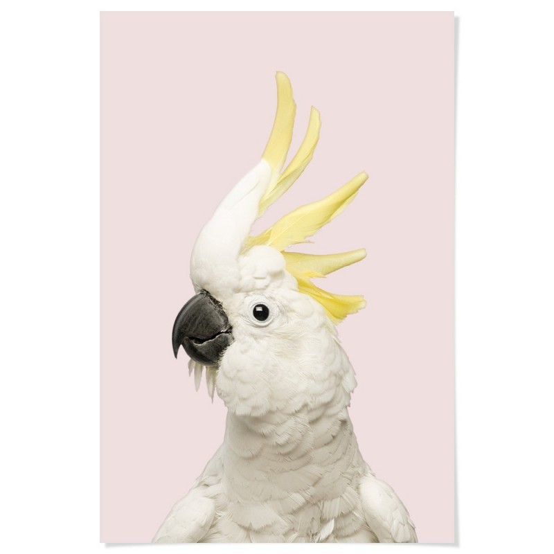 White Cockatoo Pink Art Print