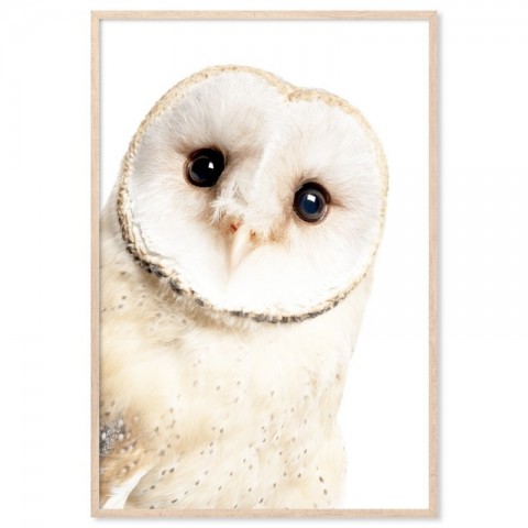 White Owl Art Print