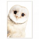 White Owl Art Print
