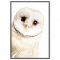 White Owl Art Print