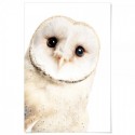 White Owl Art Print