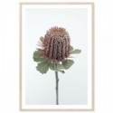 Australian Banksia Art Print