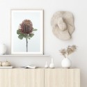 Australian Banksia Art Print