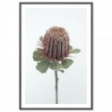 Australian Banksia Art Print