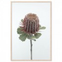 Australian Banksia Art Print