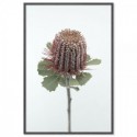 Australian Banksia Art Print