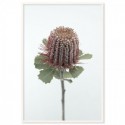 Australian Banksia Art Print