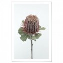 Australian Banksia Art Print