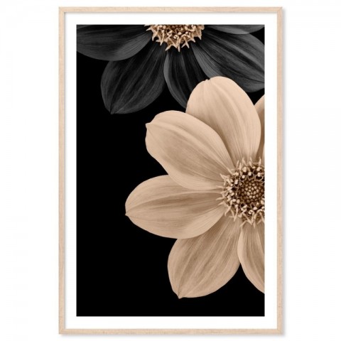 Dahlia Flowers Art Print