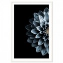 Dahlia Indigo Art Print