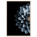 Dahlia Indigo Art Print