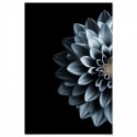 Dahlia Indigo Art Print