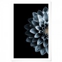 Dahlia Indigo Art Print