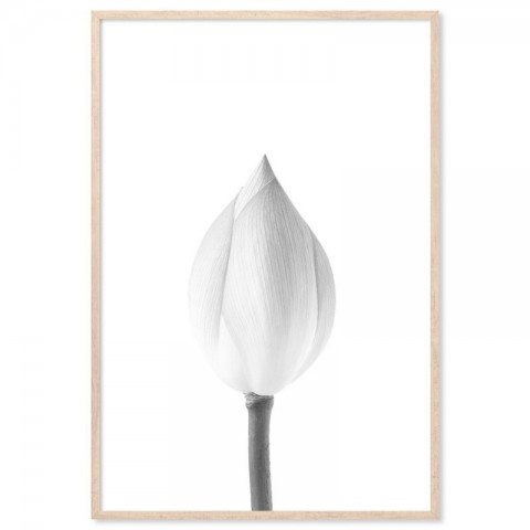 Lotus Flower Bud Art Print