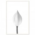 Lotus Flower Bud Art Print