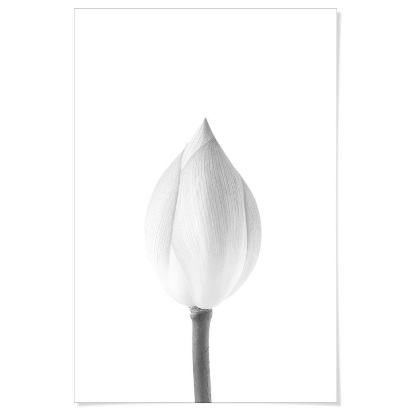 Lotus Flower Bud Art Print