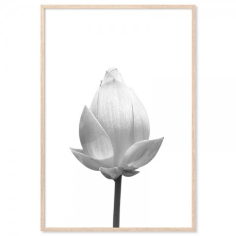 Lotus Flower Flowering Art Print