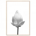 Lotus Flower Flowering Art Print