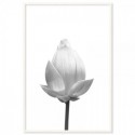 Lotus Flower Flowering Art Print