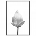 Lotus Flower Flowering Art Print