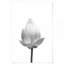 Lotus Flower Flowering Art Print