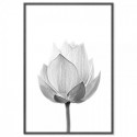 Lotus Flower Full Bloom Art Print